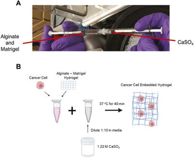 Development of an alginate-Matrigel hydrogel system to evaluate cancer cell behavior in the stiffness range of the bone marrow